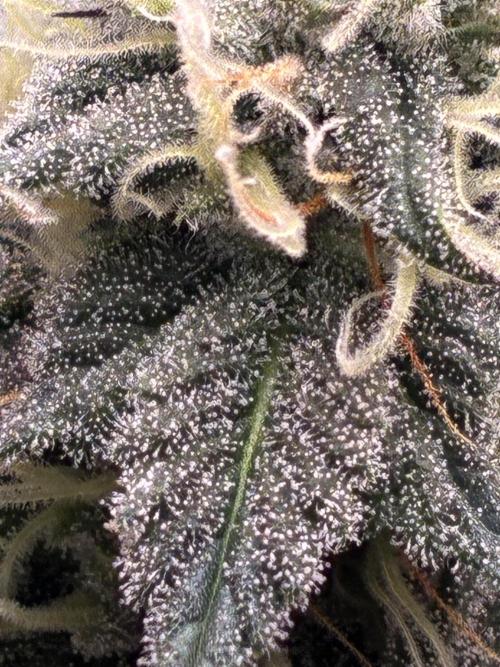 3 Cherry Poppers, mainlining,. Week 12