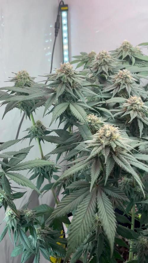 3 Cherry Poppers, mainlining,