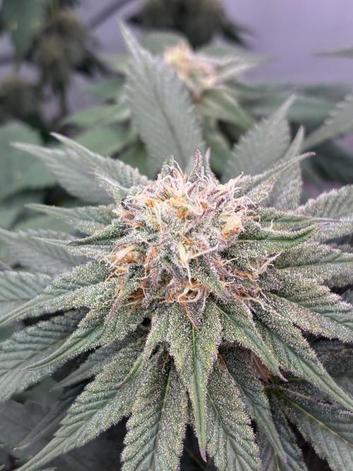 3 Cherry Poppers, mainlining,. Week 13