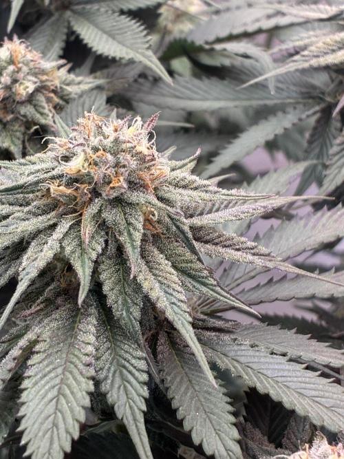 3 Cherry Poppers, mainlining,. Week 13