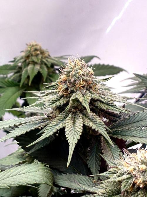 3 Cherry Poppers, mainlining,. Week 13