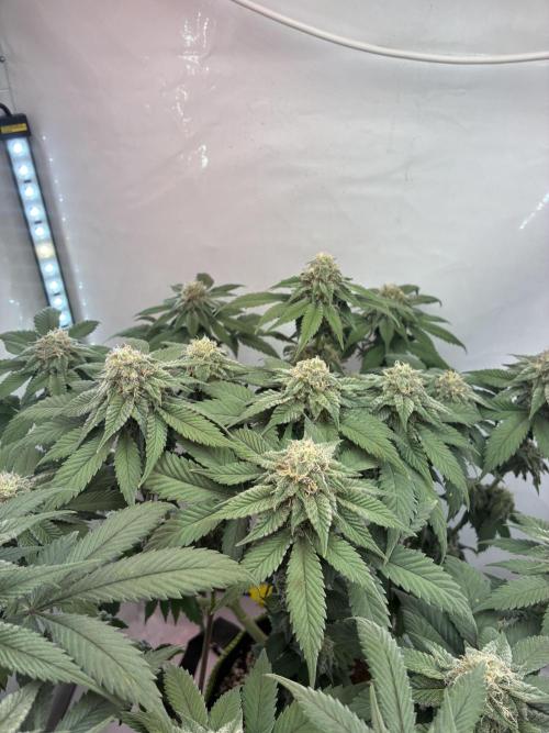 3 Cherry Poppers, mainlining,. Week 13