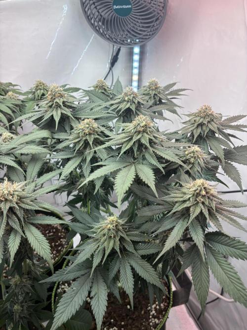 3 Cherry Poppers, mainlining,. Week 13