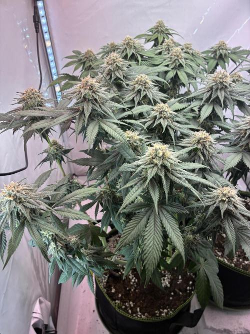 3 Cherry Poppers, mainlining,. Week 13