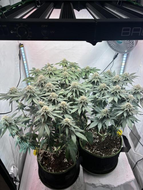 3 Cherry Poppers, mainlining,. Week 13