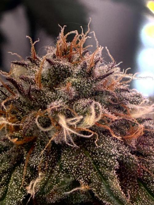 3 Cherry Poppers, mainlining,. Week 13