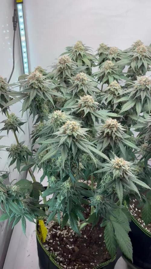 3 Cherry Poppers, mainlining,