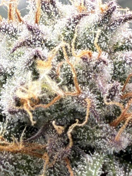 3 Cherry Poppers, mainlining,. Week 14