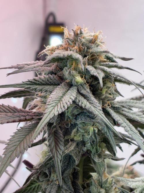 3 Cherry Poppers, mainlining,. Week 14