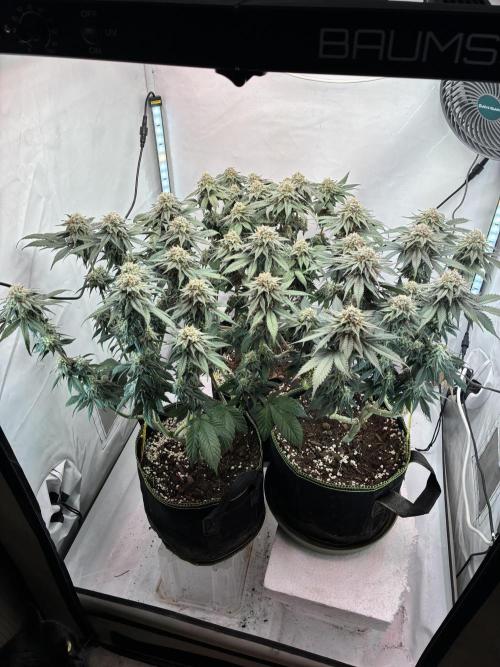 3 Cherry Poppers, mainlining,. Week 14