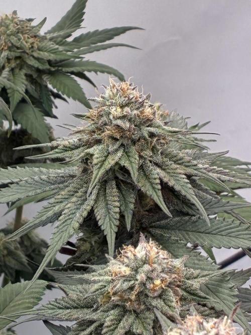 3 Cherry Poppers, mainlining,. Week 14