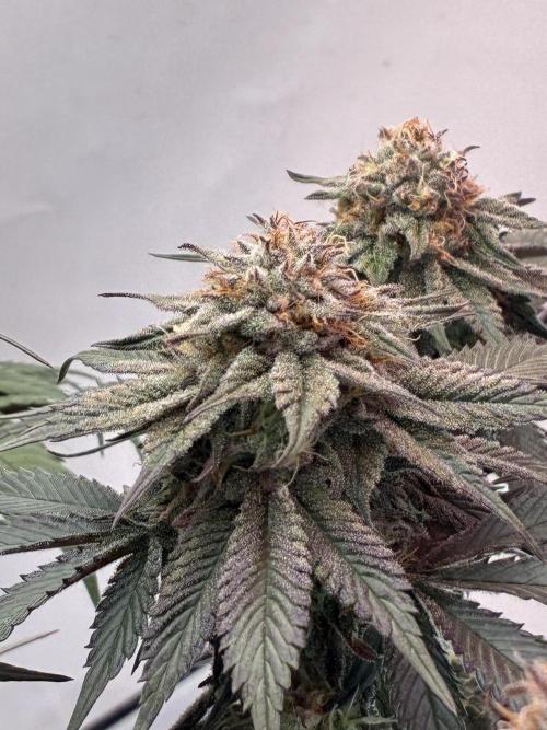 3 Cherry Poppers, mainlining,. Week 14