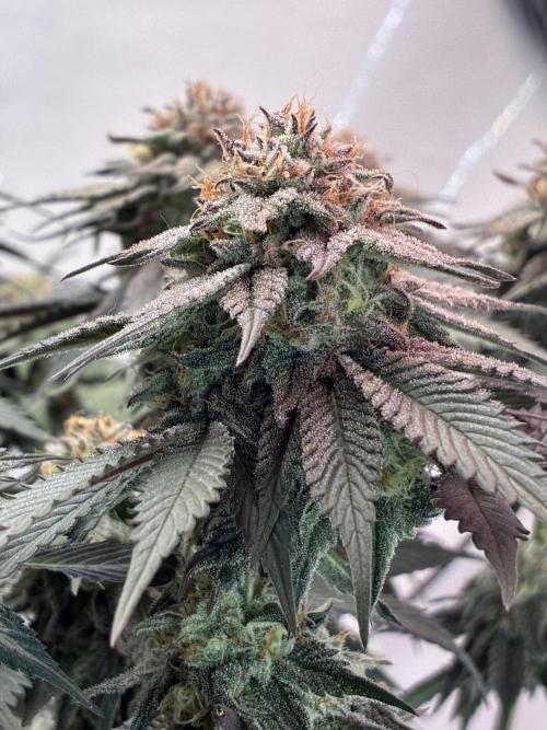 3 Cherry Poppers, mainlining,. Week 14