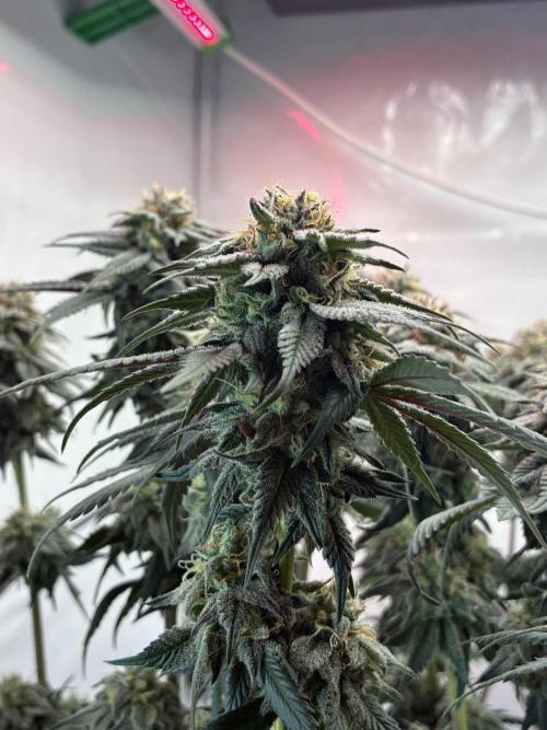 3 Cherry Poppers, mainlining,. Week 14