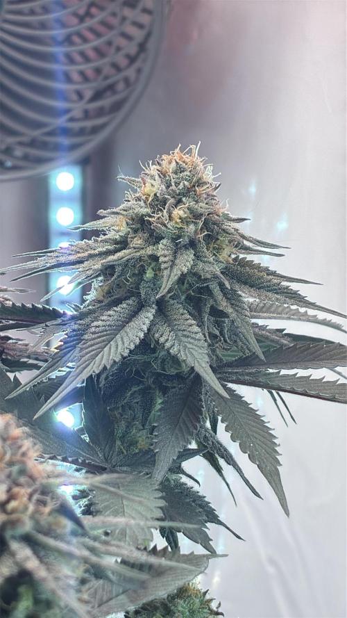 3 Cherry Poppers, mainlining,. Week 14