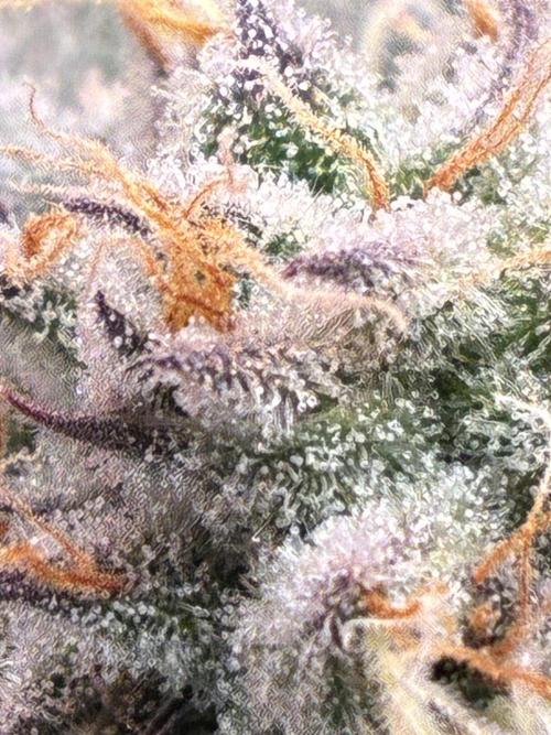 3 Cherry Poppers, mainlining,. Week 14