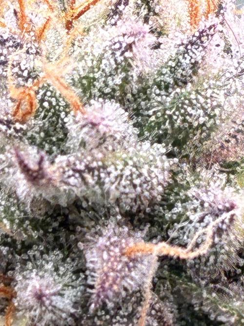 3 Cherry Poppers, mainlining,. Week 14