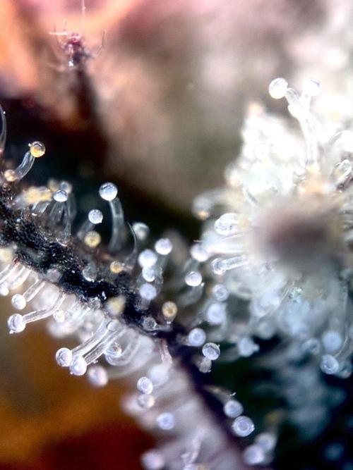 3 Cherry Poppers, mainlining,. Week 15