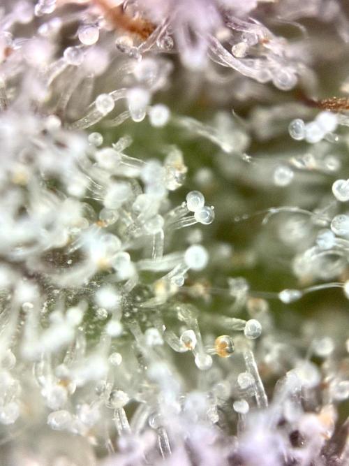 3 Cherry Poppers, mainlining,. Week 15