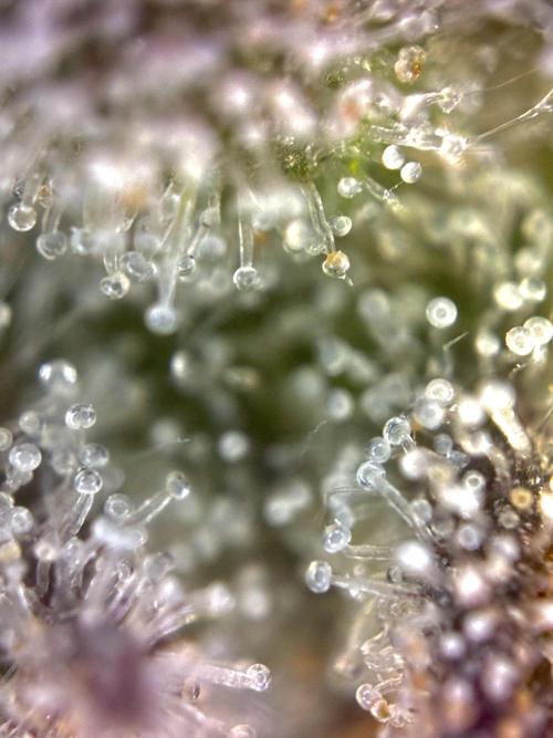 3 Cherry Poppers, mainlining,. Week 15