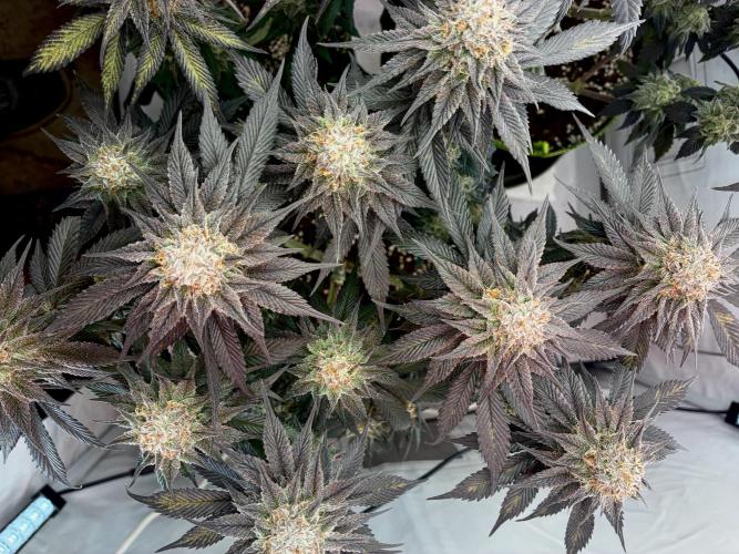 3 Cherry Poppers, mainlining,. Week 15