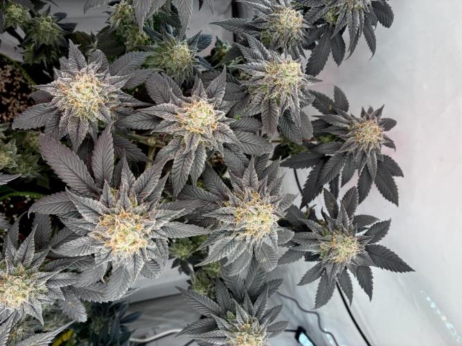 3 Cherry Poppers, mainlining,. Week 15