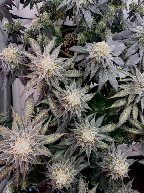 3 Cherry Poppers, mainlining,. Week 15