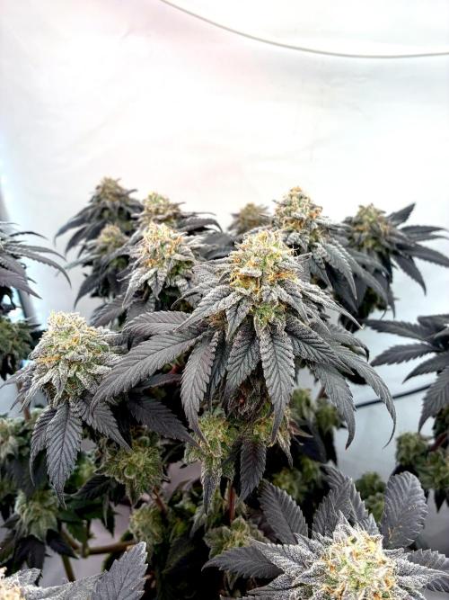 3 Cherry Poppers, mainlining,. Week 15