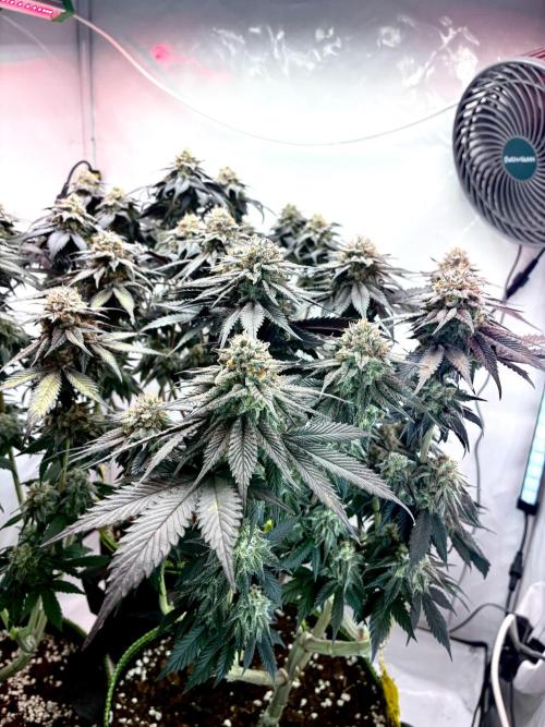 3 Cherry Poppers, mainlining,. Week 15