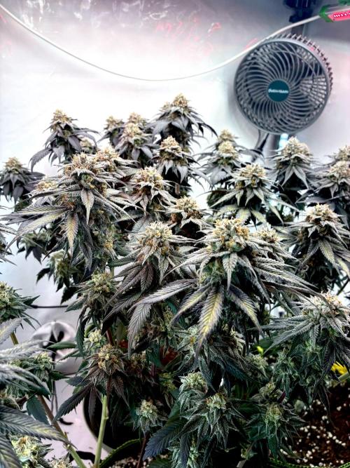 3 Cherry Poppers, mainlining,. Week 15