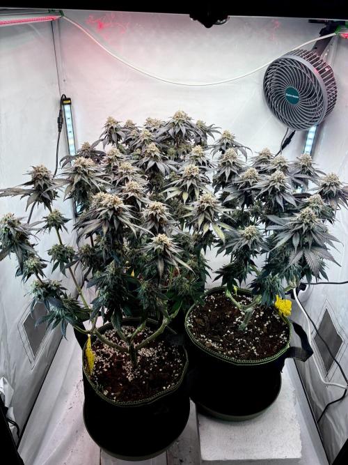 3 Cherry Poppers, mainlining,. Week 15