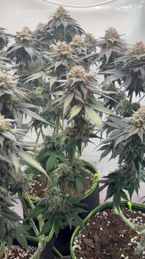 3 Cherry Poppers, mainlining,