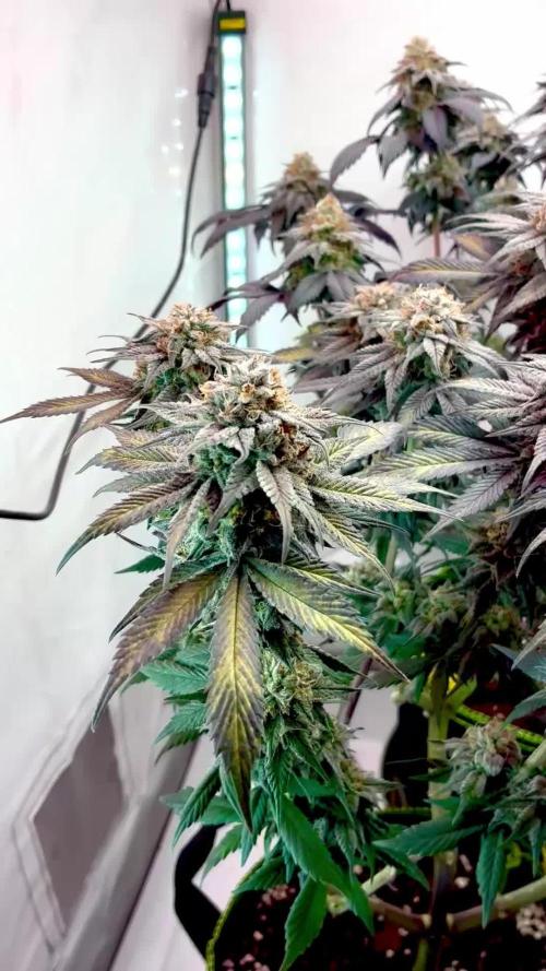 3 Cherry Poppers, mainlining,