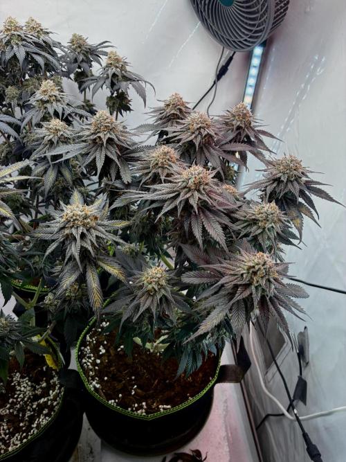 3 Cherry Poppers, mainlining,. Week 16