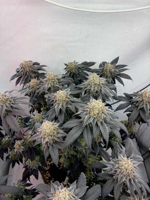 3 Cherry Poppers, mainlining,. Week 16