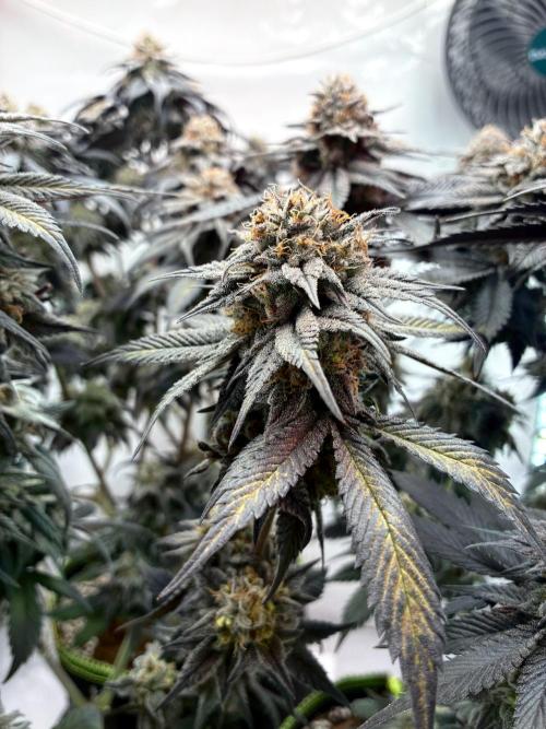 3 Cherry Poppers, mainlining,. Week 16