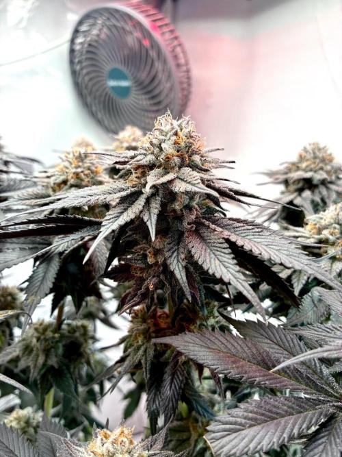 3 Cherry Poppers, mainlining,. Week 16