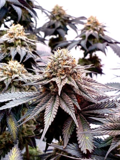 3 Cherry Poppers, mainlining,. Week 16