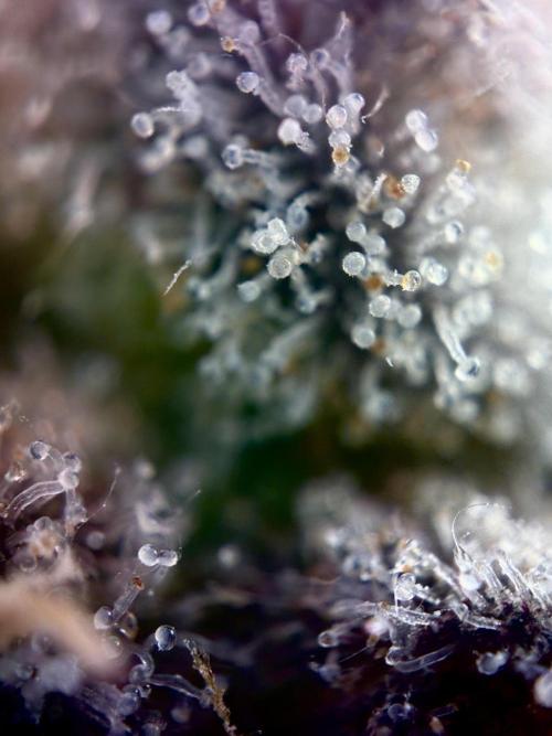 3 Cherry Poppers, mainlining,. Week 16