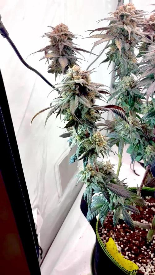 3 Cherry Poppers, mainlining,