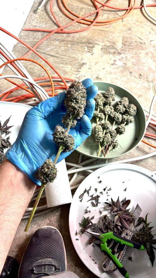 3 Cherry Poppers, mainlining,. Week 17