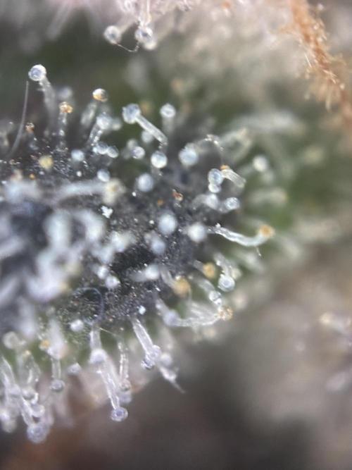 3 Cherry Poppers, mainlining,. Week 17