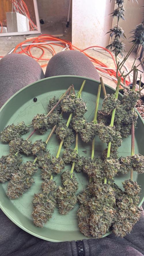 3 Cherry Poppers, mainlining,. Week 17