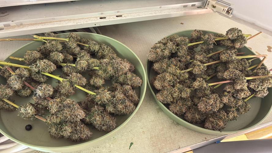 3 Cherry Poppers, mainlining,. Week 17