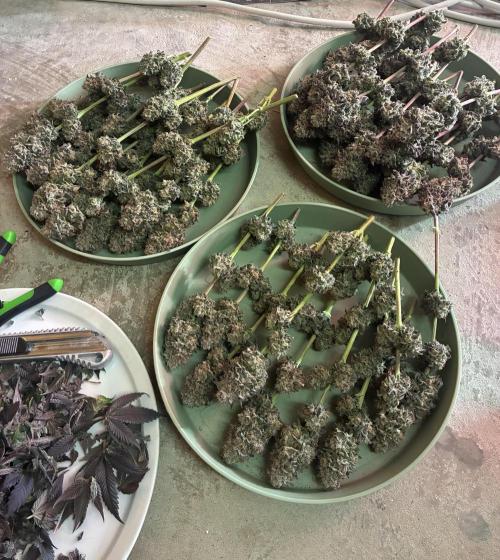 3 Cherry Poppers, mainlining,. Week 17