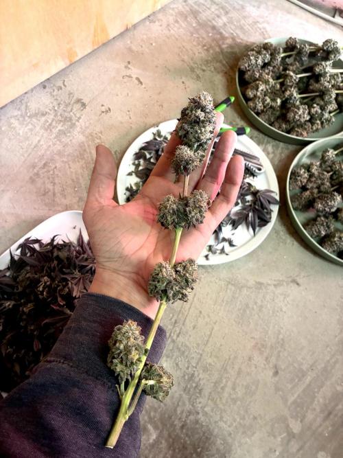 3 Cherry Poppers, mainlining,. Week 17