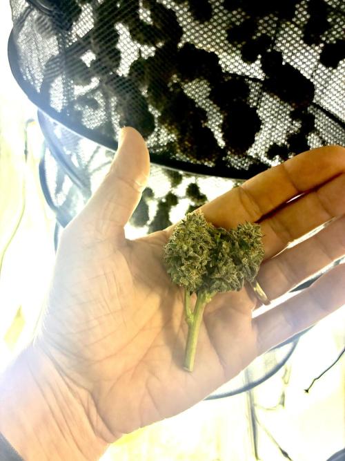 3 Cherry Poppers, mainlining,. Week 17