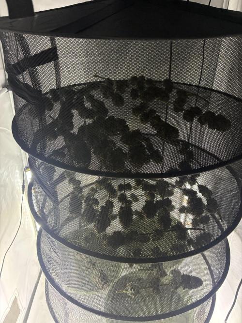 3 Cherry Poppers, mainlining,. Week 17