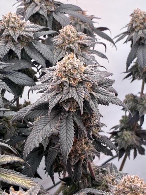 3 Cherry Poppers, mainlining,. Week 17