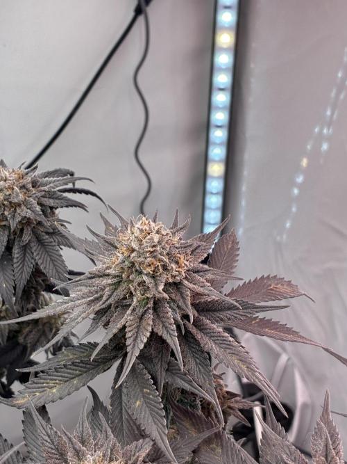 3 Cherry Poppers, mainlining,. Week 17